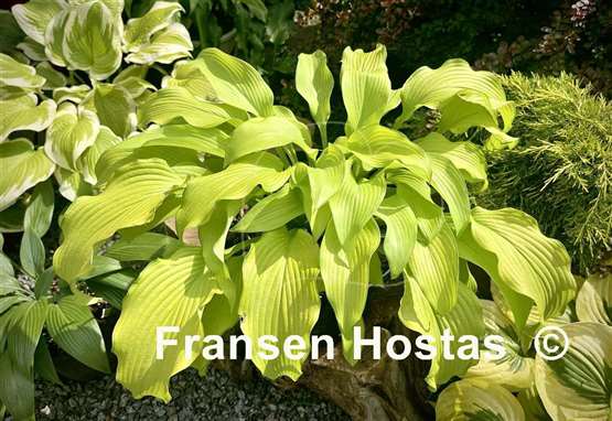 Hosta Dab a Green